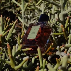 Une Nuit Nomade Unisex Perfume | Perfume For Him | Ambre Khandjar